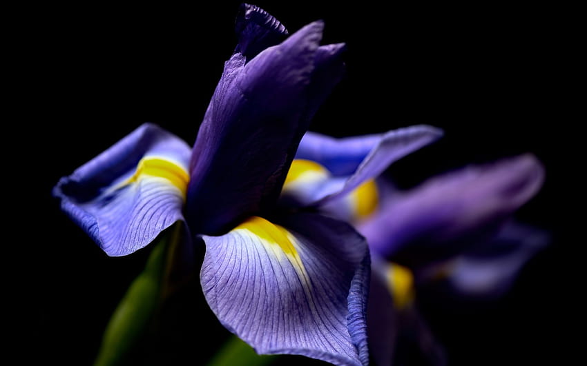 Iris Flower Macro graphy, Black Backgrounds HD wallpaper | Pxfuel