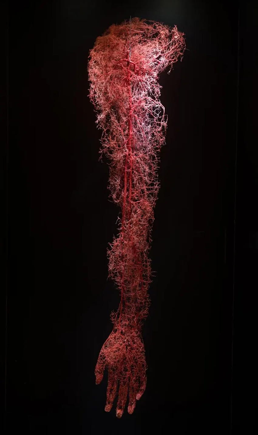 Thought this would look good as a : Note10, circulatory system HD phone wallpaper