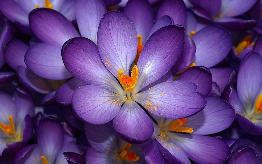 Fall Flowers, blue crocus flowers HD wallpaper