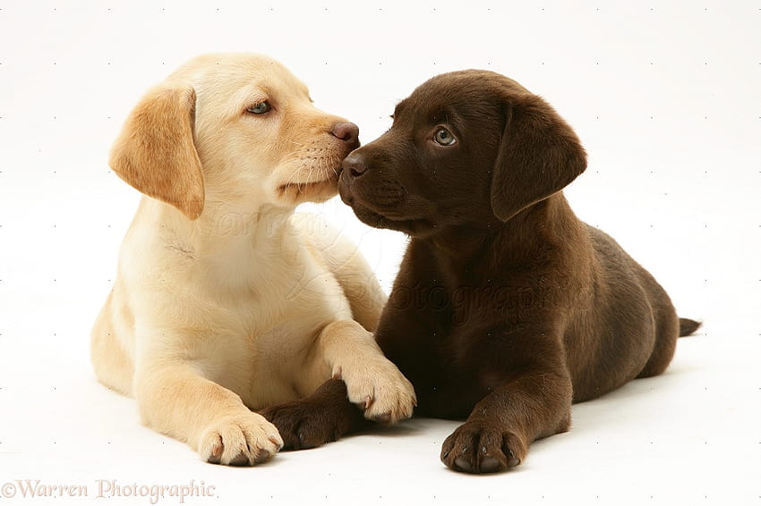 Yellow and Chocolate Labrador Retriever pups white backgroundjpg [1403x934] for your , Mobile & Tablet, white labs HD wallpaper