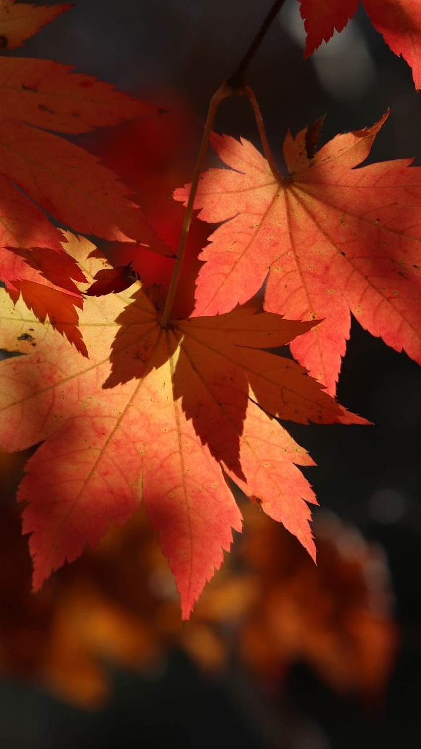 Autumn, leaf, tree stem, maple, 720x1280, autumn witch HD phone wallpaper