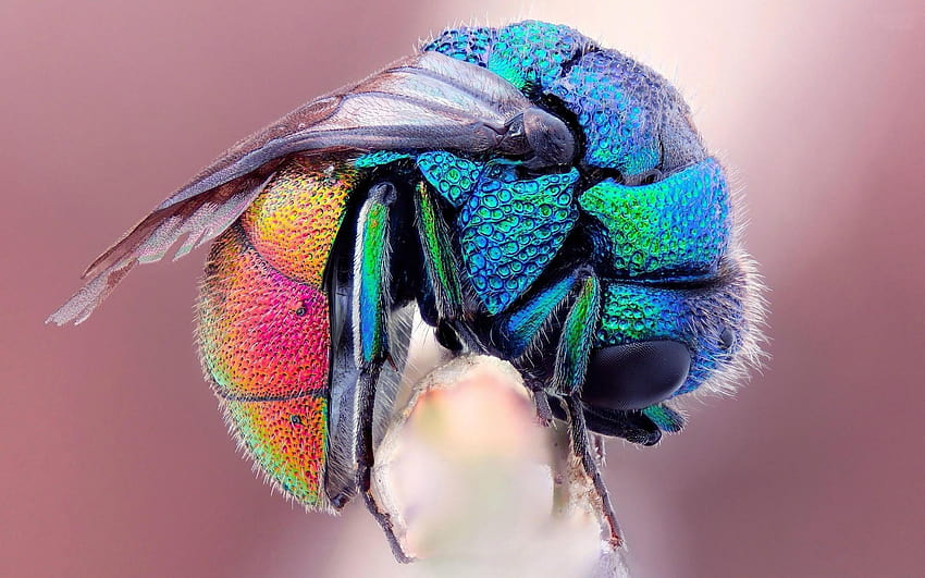 природа, насекоми, земна пчела, цветове ::, земна пчела насекомо HD тапет