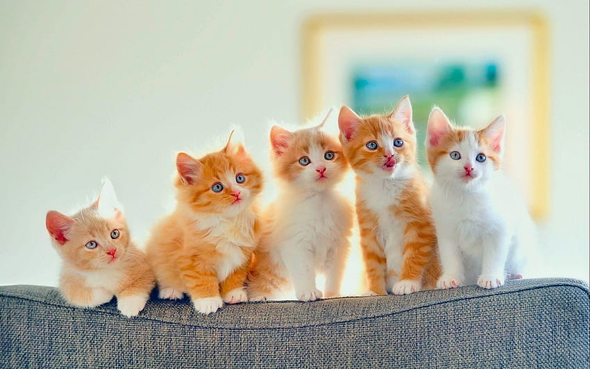 Kittens kitten cat cats baby cute s, cute baby kittens HD wallpaper