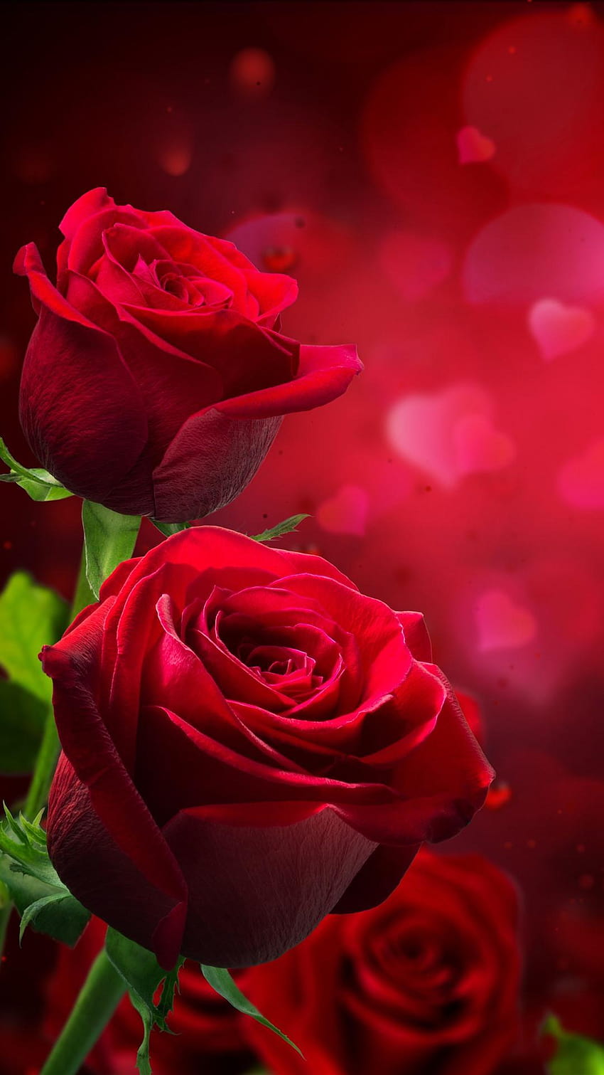Red roses, love hearts, hazy, romantic 1242x2688 iPhone XS, romantic beauty HD phone wallpaper