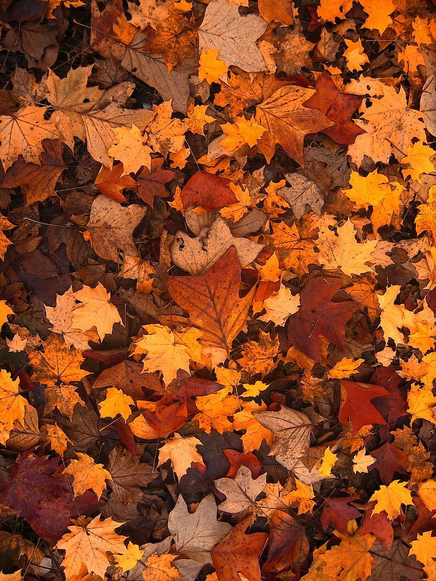 Pixabayの, 茶色の秋の葉 HD電話の壁紙