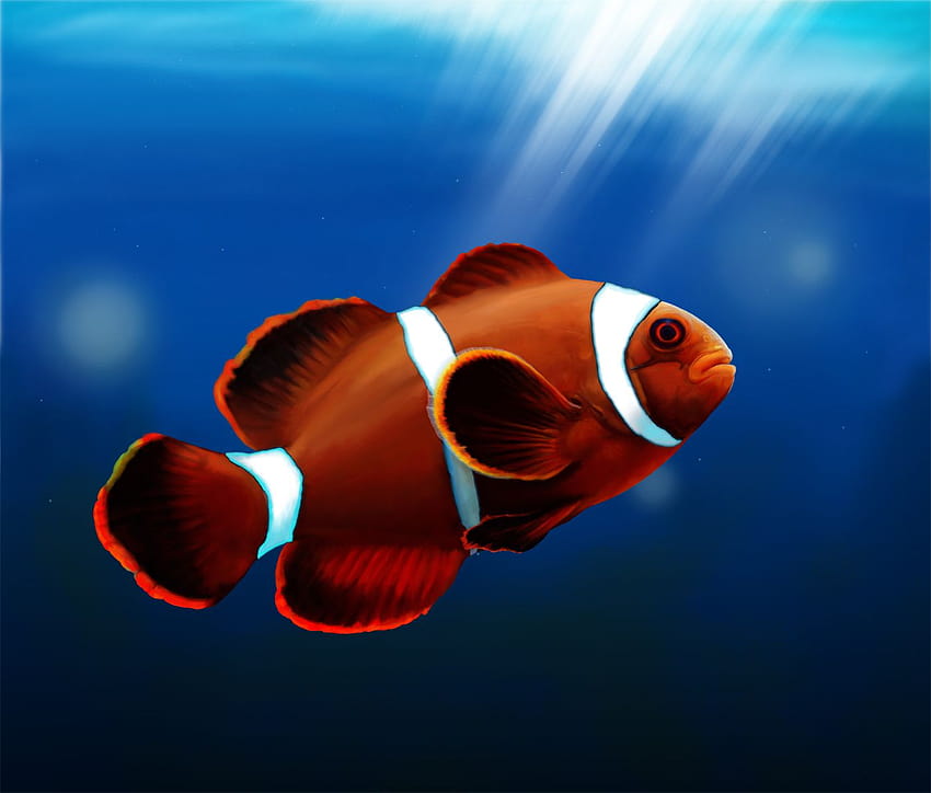 12 Cute Clown Fish For AndroidFish, Android, Clown Fish 1801 :: Aquarium Fish Clowns, cute fish HD wallpaper