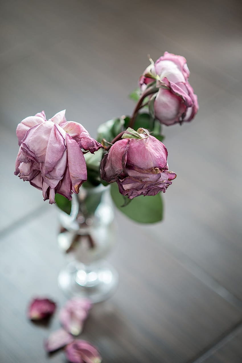 Rose, Vase, Dead, Dried Flowers, Petals, Pink, Sorrow, dead flowers HD phone wallpaper