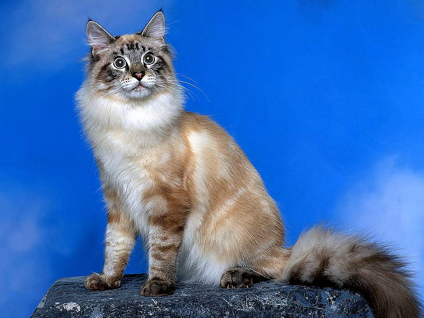 Siberian cat HD wallpaper