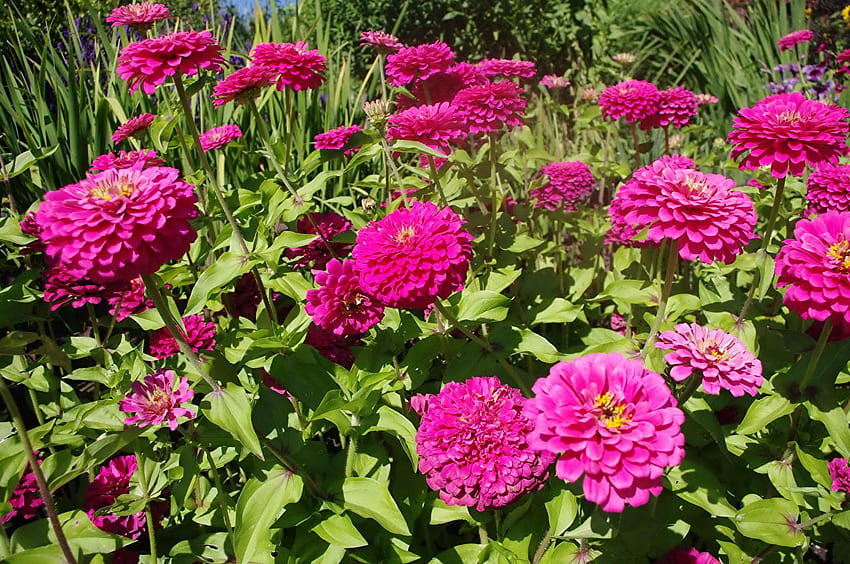Różowy kolor Zinnia Flowers Zbliżenie, różowe cynie Tapeta HD
