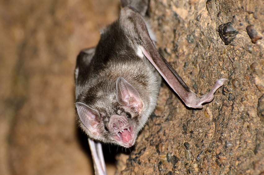 Common vampire bat, facts and, albino bats HD wallpaper