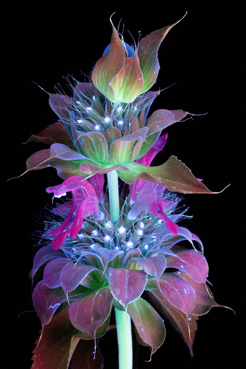 : Flowers Glow Under UV, uv light HD phone wallpaper