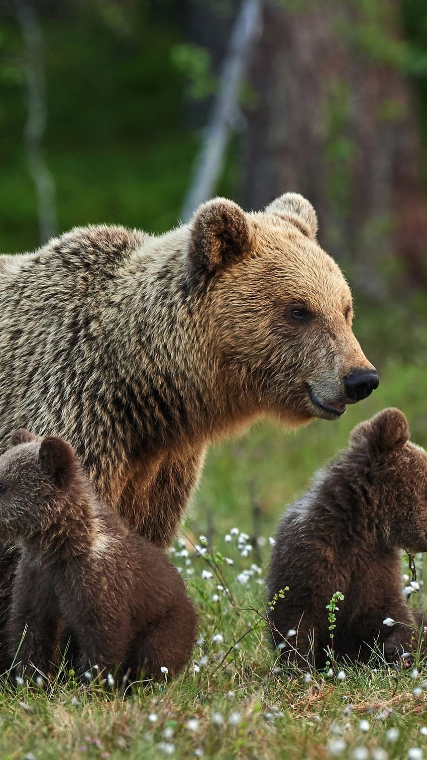 51 Mama Bear Gifts That Mom Will Love  Mama Bear Outdoors