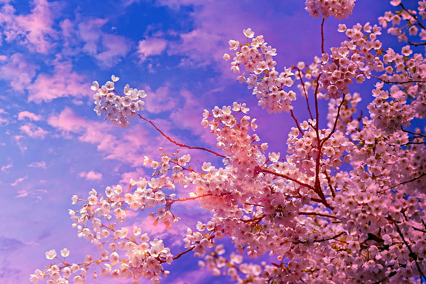 Sakura Tree list, cherry blossom tree aesthetic HD wallpaper