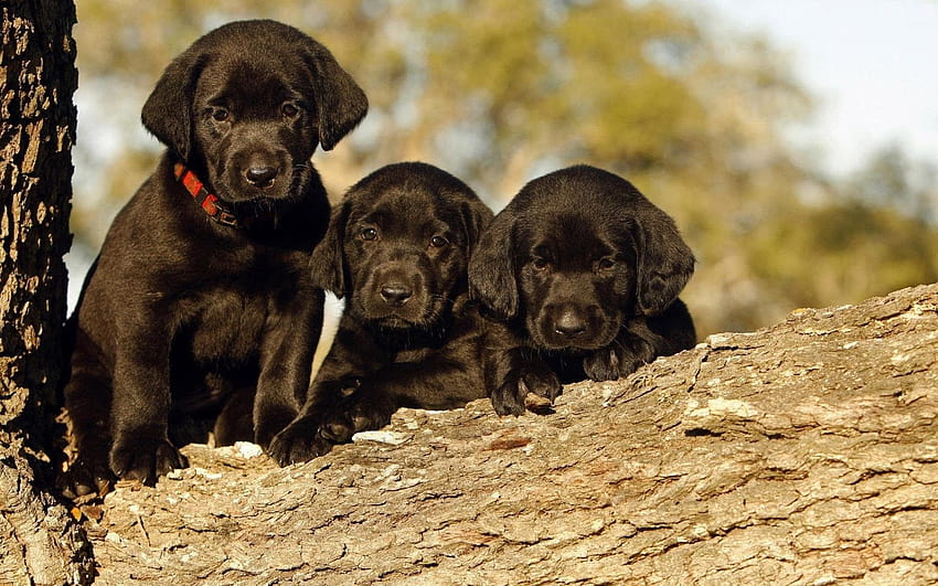 Cute, Baby, Three, Black, Dog, Full, Screen, New, Best, , , Latar Belakang, Pets, Puffy Dogs, 1920x1200, anjing hitam dan cokelat Wallpaper HD