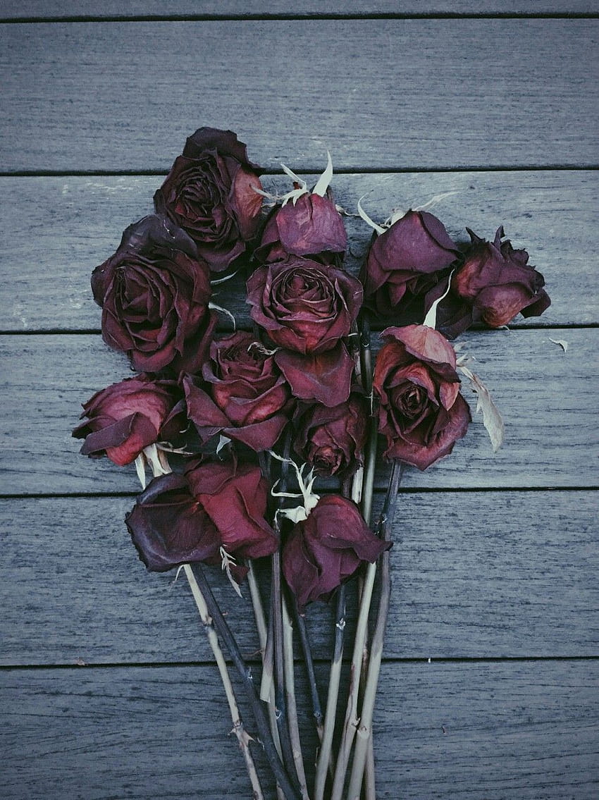 Dead Flowers, dying rose HD phone wallpaper