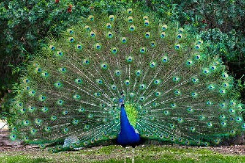 most beautiful peacock HD wallpaper