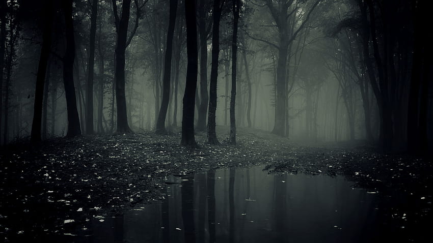 Dark Scary Forest, scary woods HD wallpaper