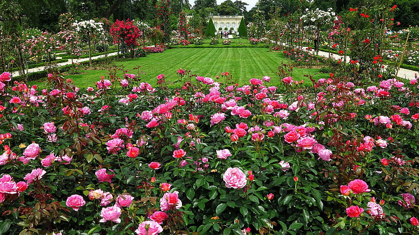 Paris France Bagatelle Rose Garden 3200x1800, roses garden HD wallpaper ...