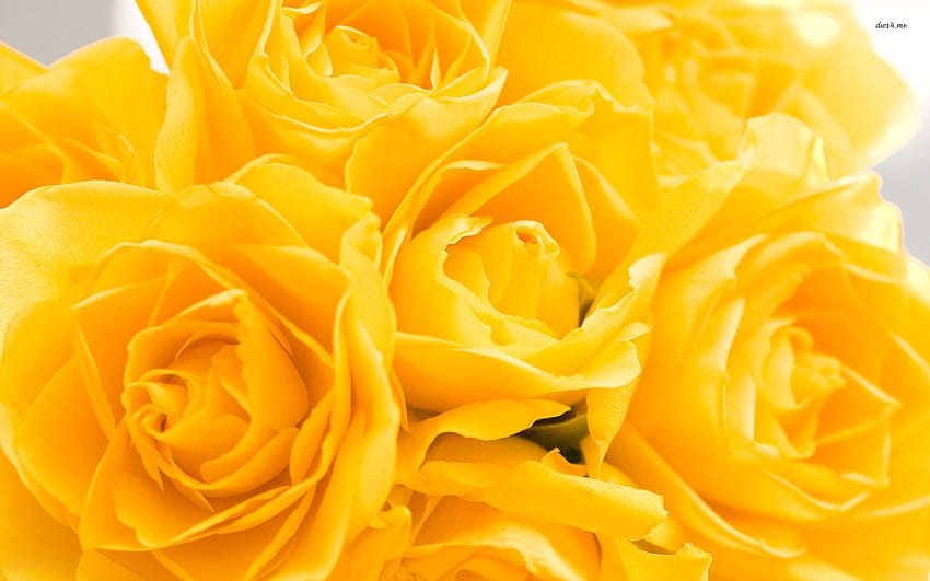 6 Yellow Roses, flower yellow garden HD wallpaper