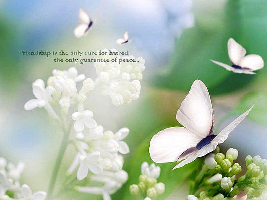 Flores hermosas de amistad, frases de amistad. fondo de pantalla | Pxfuel