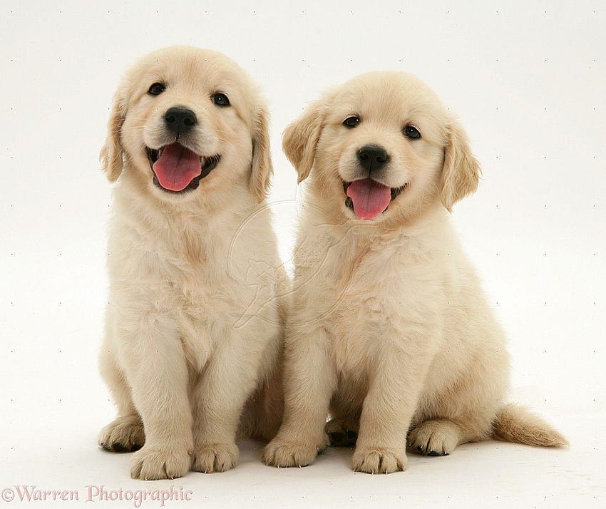 Cute White Golden Retriever Puppies, golden retriever puppy HD wallpaper
