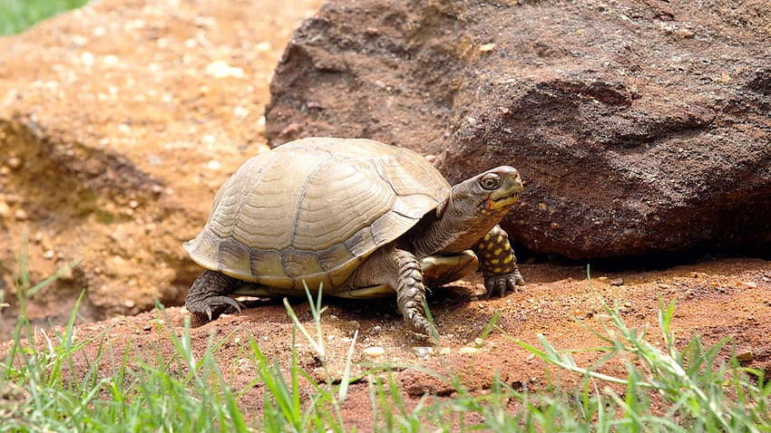 Three, box turtle HD wallpaper