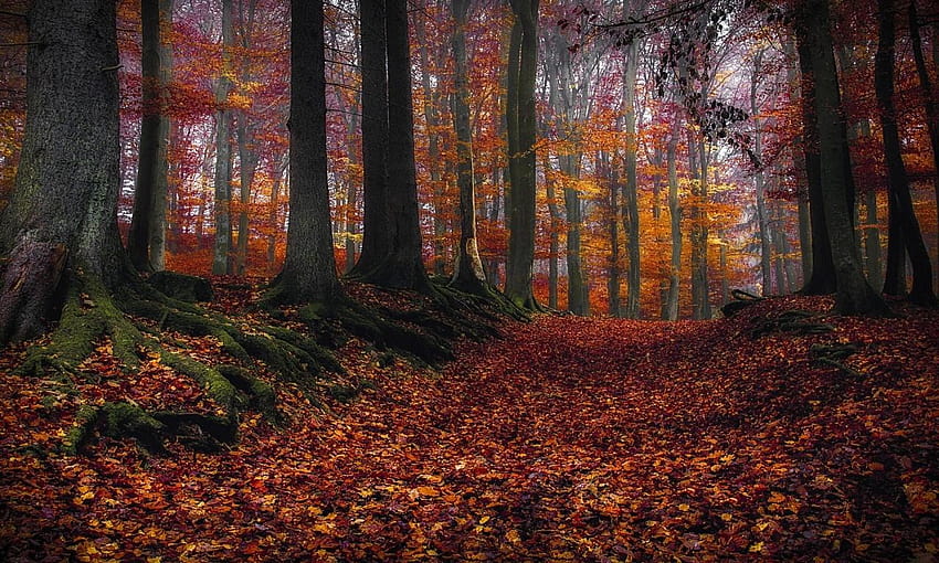 Herbstlaub-Teppich HD-Hintergrundbild