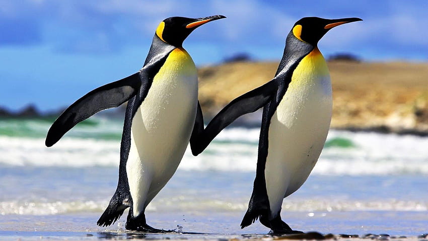 Emperor Tag : Ice Antarctica Emperor Pair, penguin animal HD wallpaper