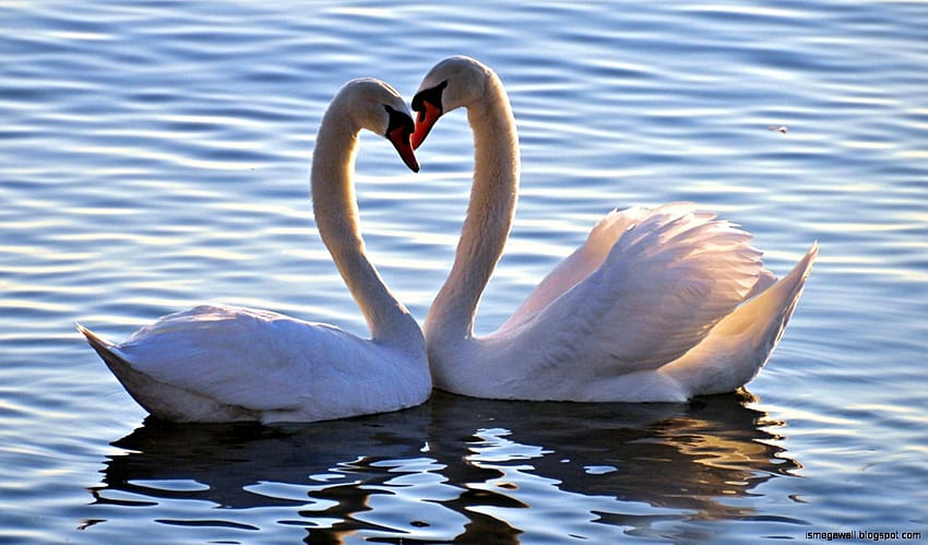 Love Swan Couple หงส์พระอาทิตย์ตก วอลล์เปเปอร์ HD