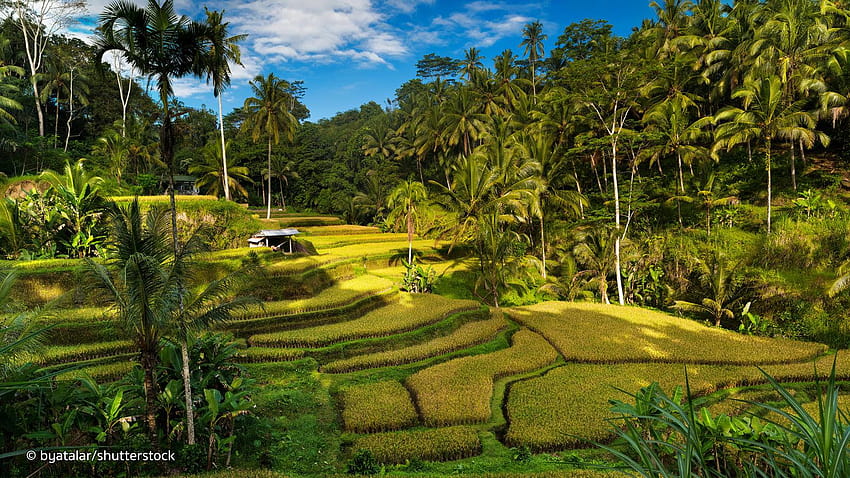 Tegallalang Rice Terraces in Bali, ubud HD wallpaper