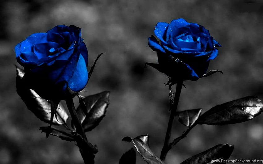 Hermosos s de flores de rosas negras, negras y hermosas. fondo de pantalla  | Pxfuel