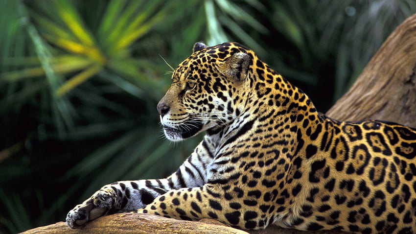 Tropical Rainforest Animals Най-добър фен [1920x1200] за вашите, мобилни и таблети, тропически животни HD тапет