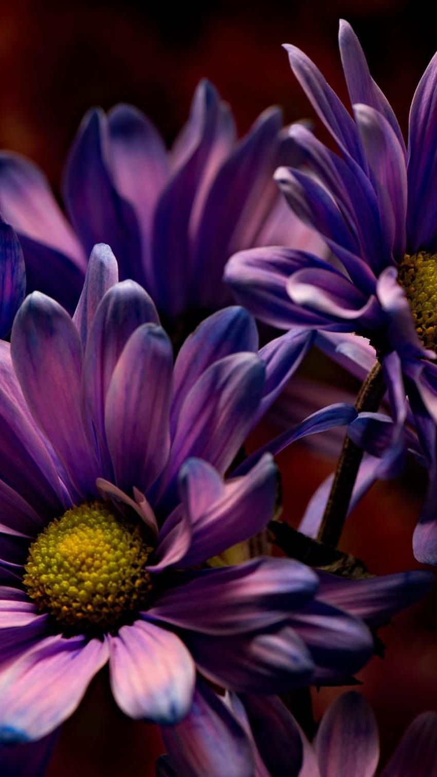Purple flowers, petals, macro graphy, darkness 750x1334, dark flower ...
