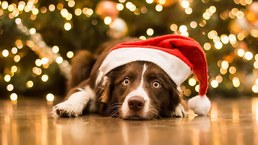 Christmas Pets, christmas animal HD wallpaper | Pxfuel