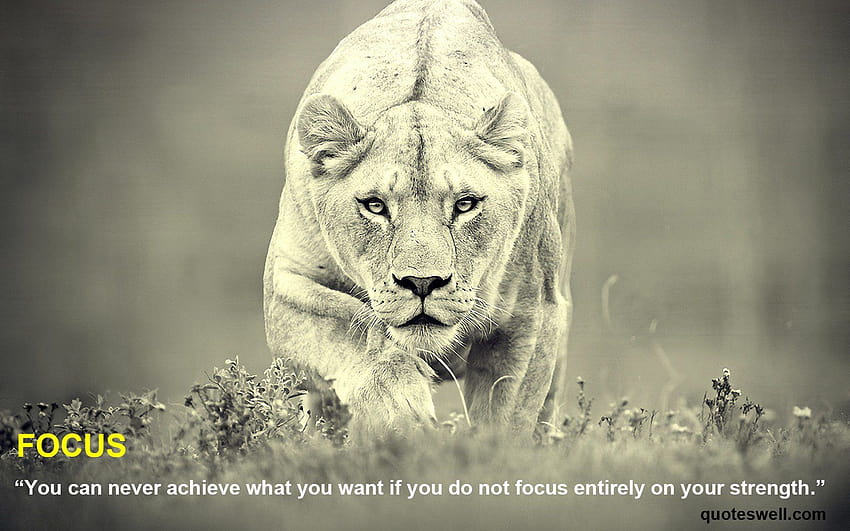 Famous quotes about 'Lion', lion quotes HD wallpaper | Pxfuel