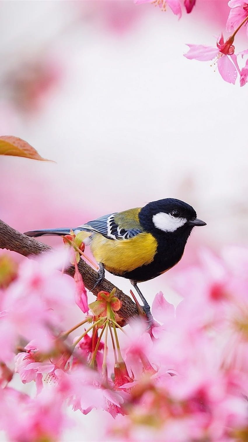 15 Birds of Prey iPhone Wallpapers - Wallpaperboat