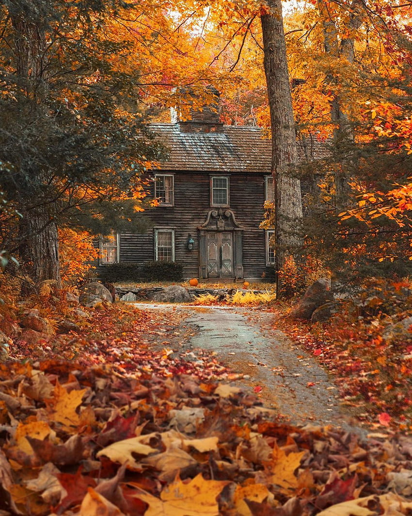 Autumn Cozy、秋の雰囲気 HD電話の壁紙