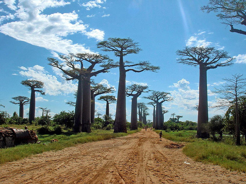 Avenue of the Baobabs, madagascar country HD wallpaper