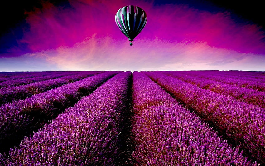 1920x1200 Lavender Field Hot Air Balloon PC and Mac HD wallpaper