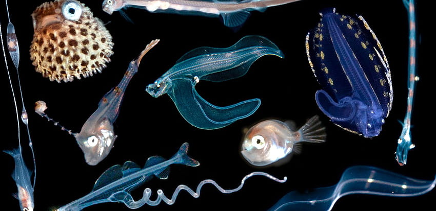 Underwater capture dazzling new views of colorful fish larvae, deep sea fish HD wallpaper