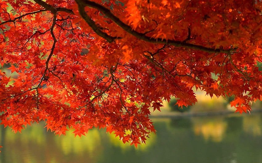 Fall Leaves, autumn leaves HD wallpaper | Pxfuel