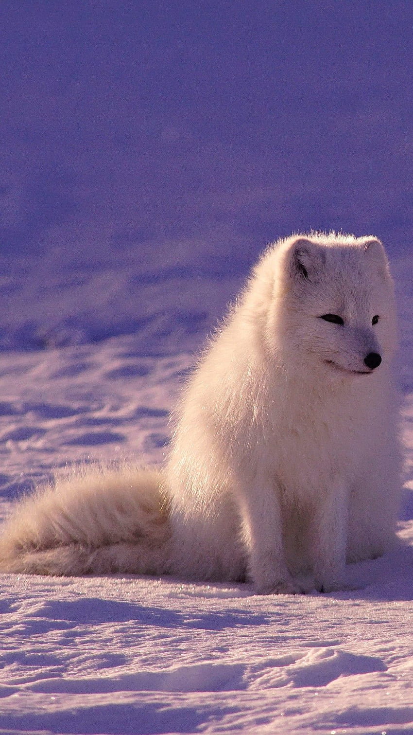 Le renard arctique Fond d'écran de téléphone HD