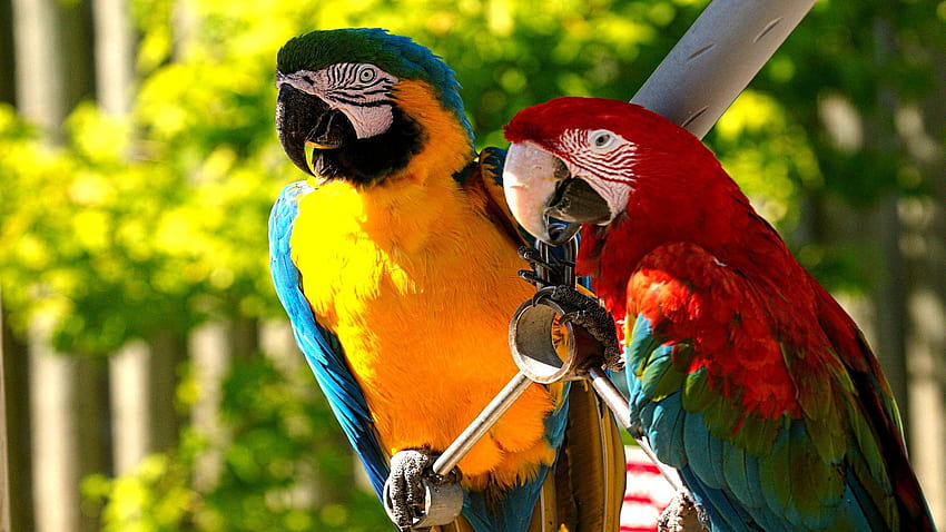 Best 2 Macaw Backgrounds on Hip, macaw bird HD wallpaper | Pxfuel