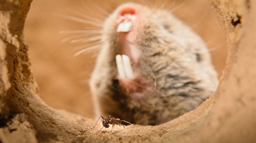 These Mole Rats Felt No Pain, Even From Wasabi's Burn HD wallpaper