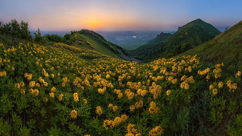 3840x2160 Yellow Flowers, Field, Sunset, Hill, Mountain for U TV, hills and flower fields HD wallpaper