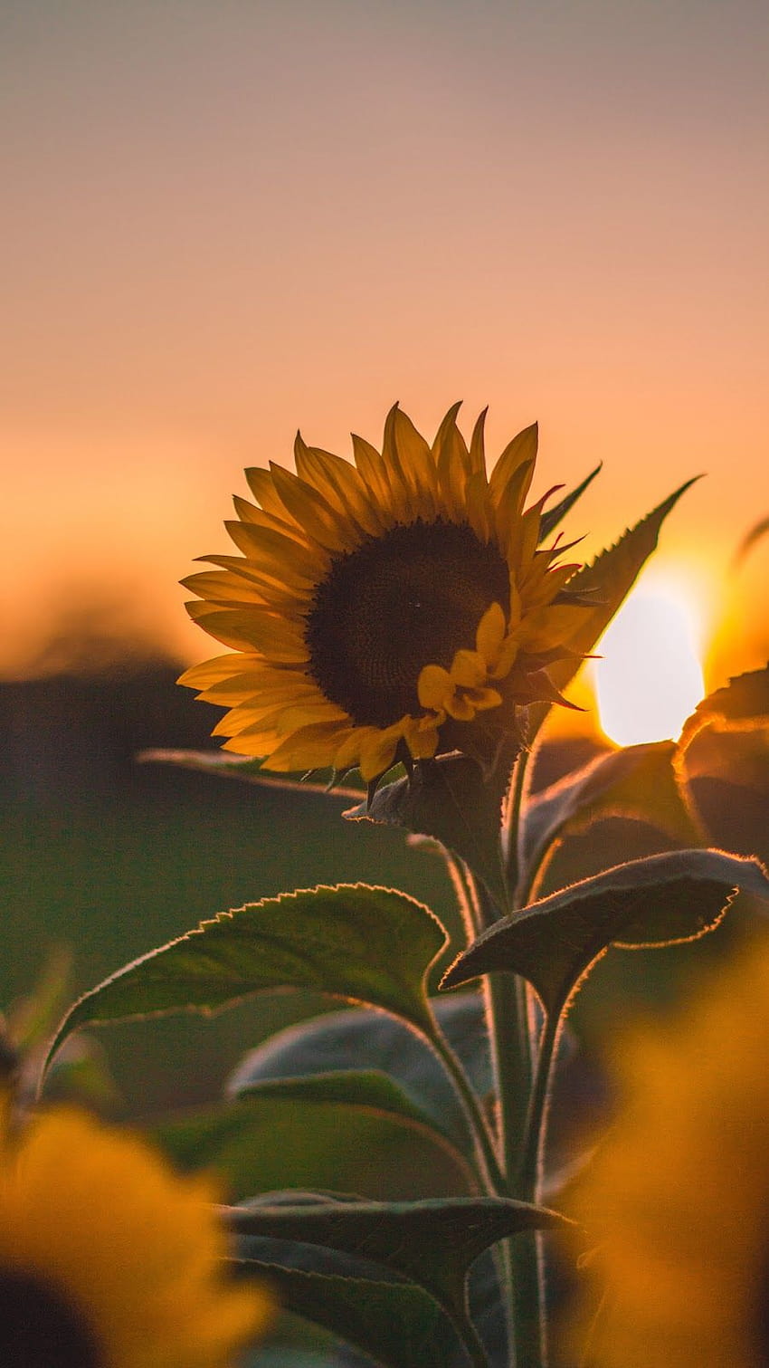Menyembuhkan Jiwa Di Usia Otak: Mengapa Obat Tidak Cukup, bunga matahari biasa wallpaper ponsel HD