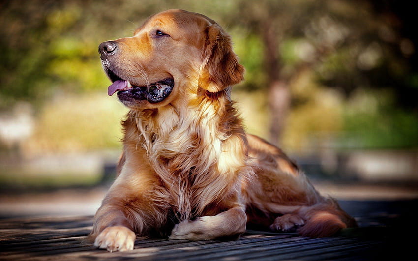 Golden retrievers HD wallpaper | Pxfuel