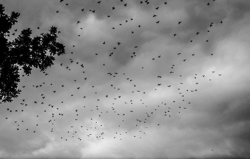 Clouds, Sky, Birds, Tree, Summer, Swarm, Black & White HD wallpaper