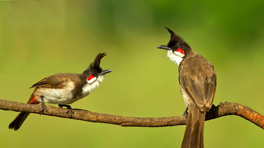 Desktop Wallpapers bird bulbul animal 2048x1365