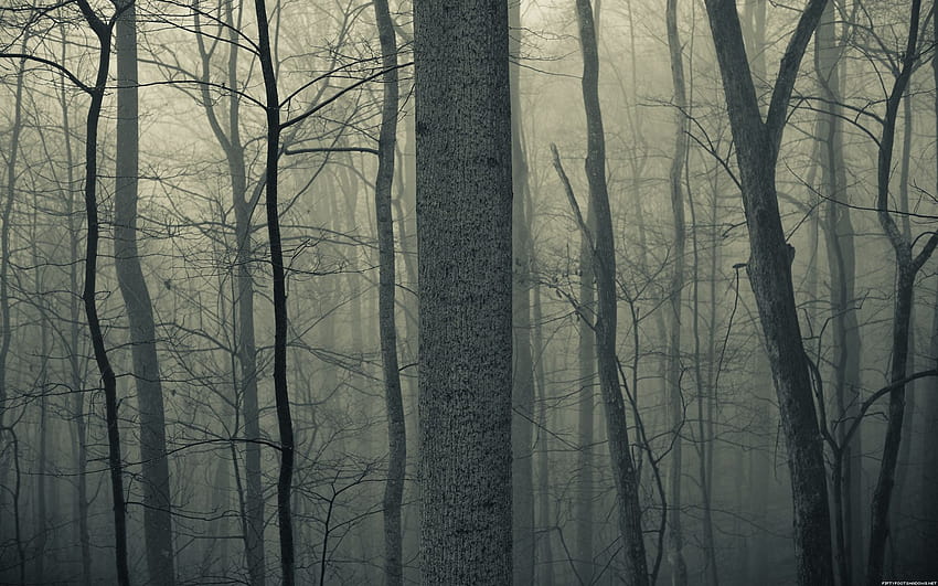 Nature trees forests woods trunk haze fog mist dark bark spooky creepy autumn fall seasons, halloween woods HD wallpaper